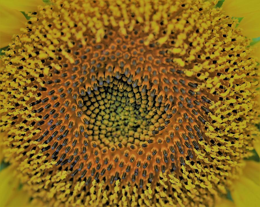 Center of the Universe in a Girasol Photograph by Heidi Fickinger