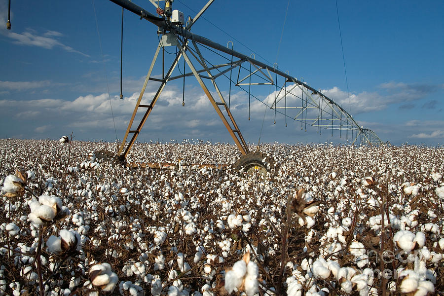 Center Pivot In Cotton Field Photograph by Inga Spence