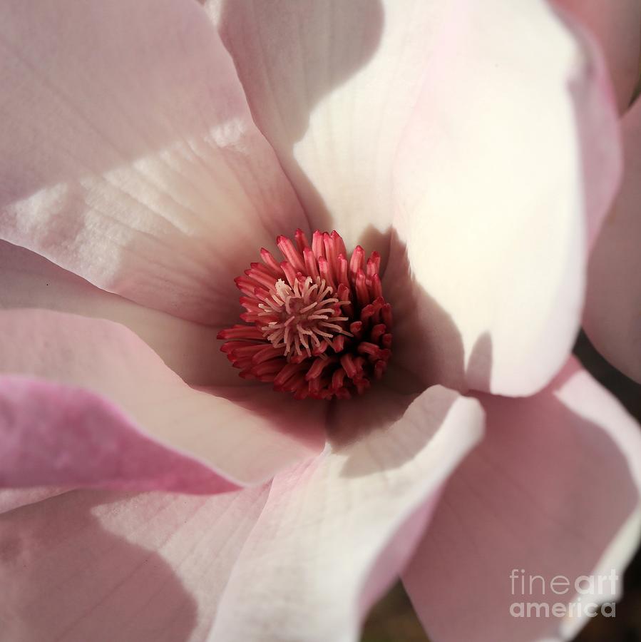 Centered Pink Magnolia Photograph by Carol Groenen