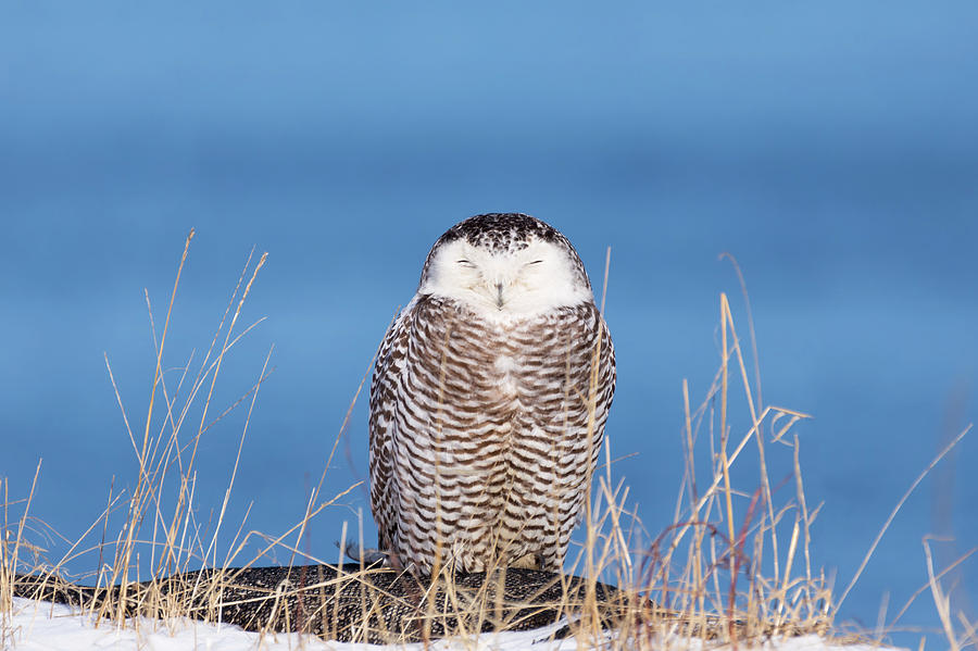 Centered Snowy Owl Photograph by Brian Hale