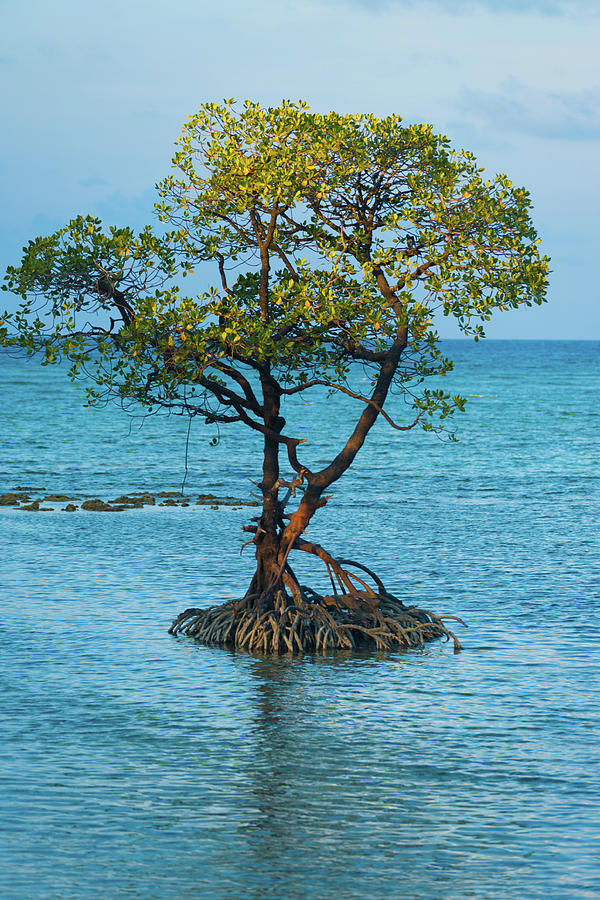 Centered Solitary Mangrove Tree Roots Ocean Photograph by Pius Lee ...