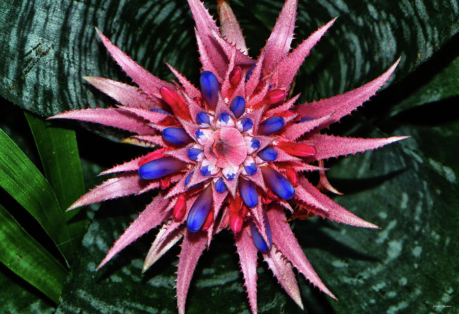 Centerpiece - Bromeliad 007 Photograph by George Bostian