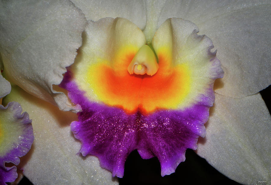 Centerpiece - Colorful Orchid 021 Photograph by George Bostian