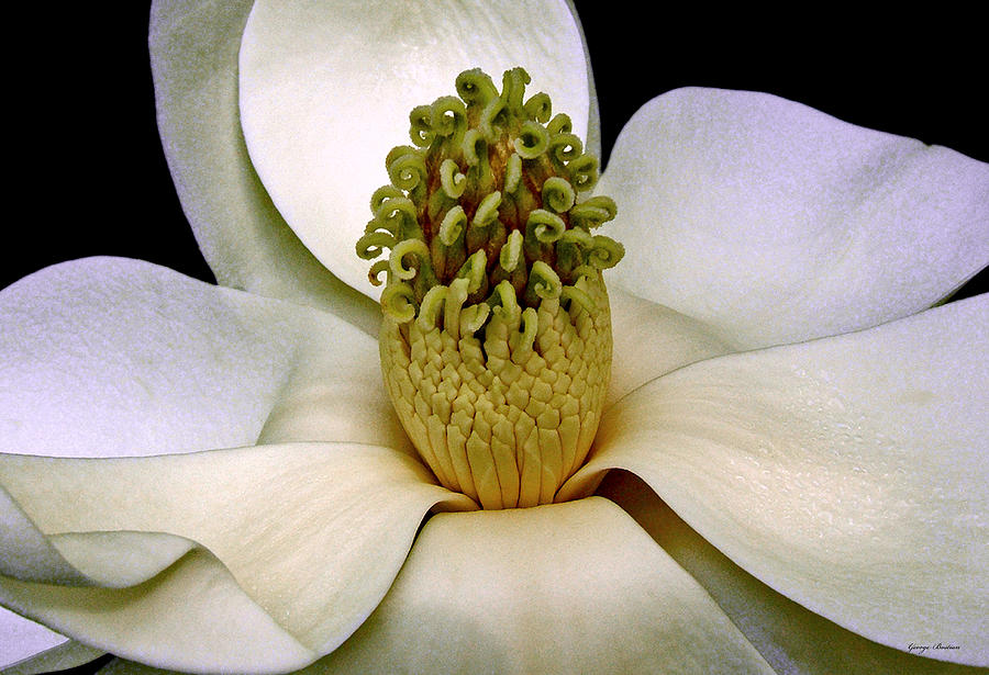 Centerpiece - Magnolia Blossom 010 Photograph by George Bostian