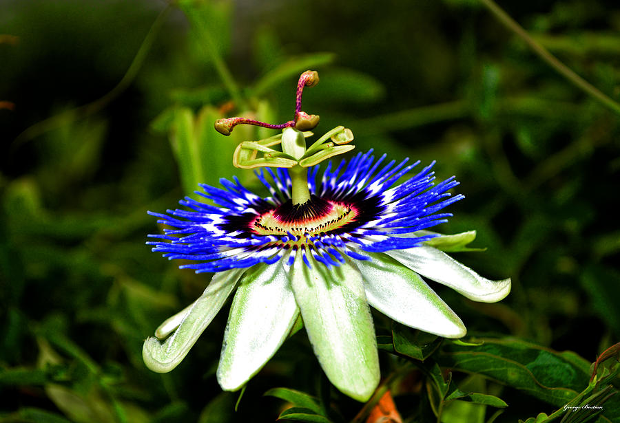 Passion Flower Photograph - Centerpiece - Passion Flower 012 by George Bostian