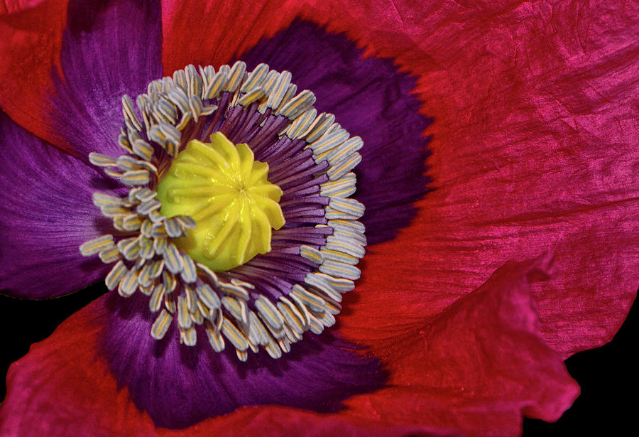 Centerpiece - Poppy 041 Photograph by George Bostian