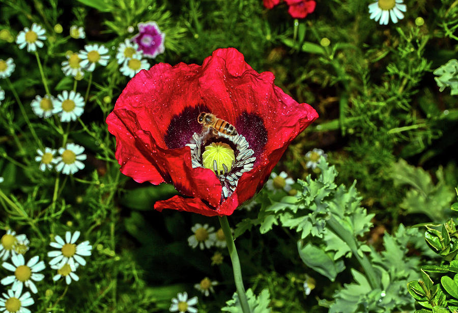 Centerpiece - Poppy And A Bee 008 Photograph by George Bostian