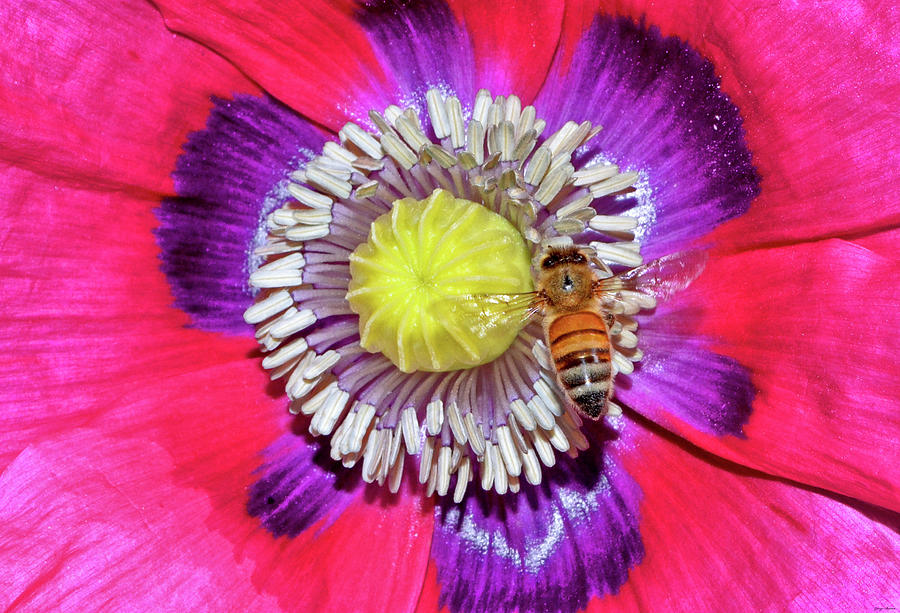 Centerpiece - Poppy And A Bee 011 Photograph by George Bostian