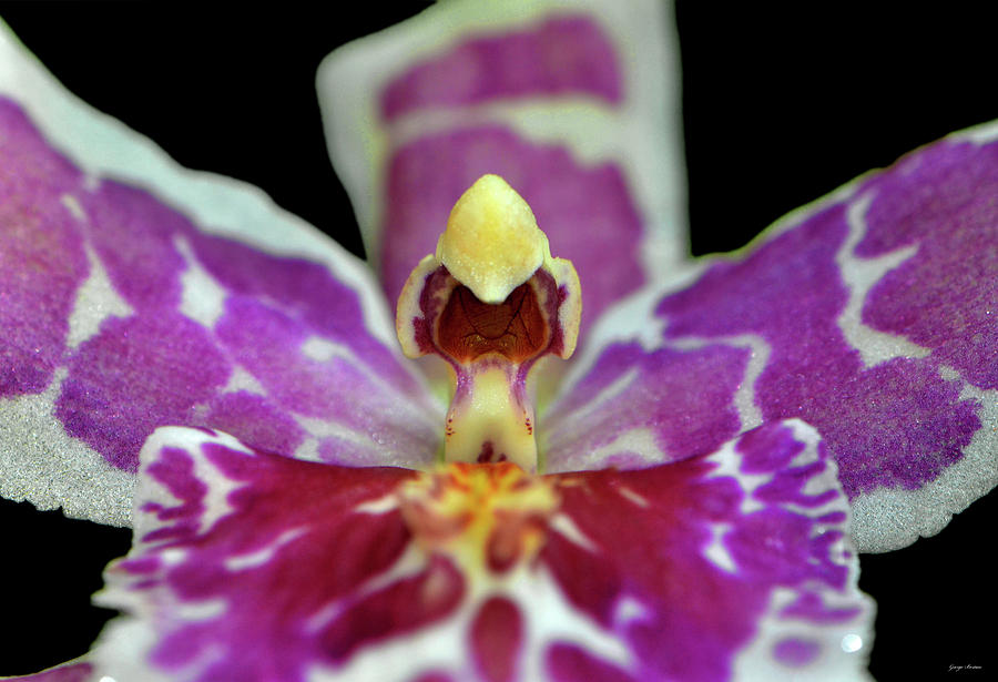 Centerpiece - Purple Orchid Macro Photograph by George Bostian