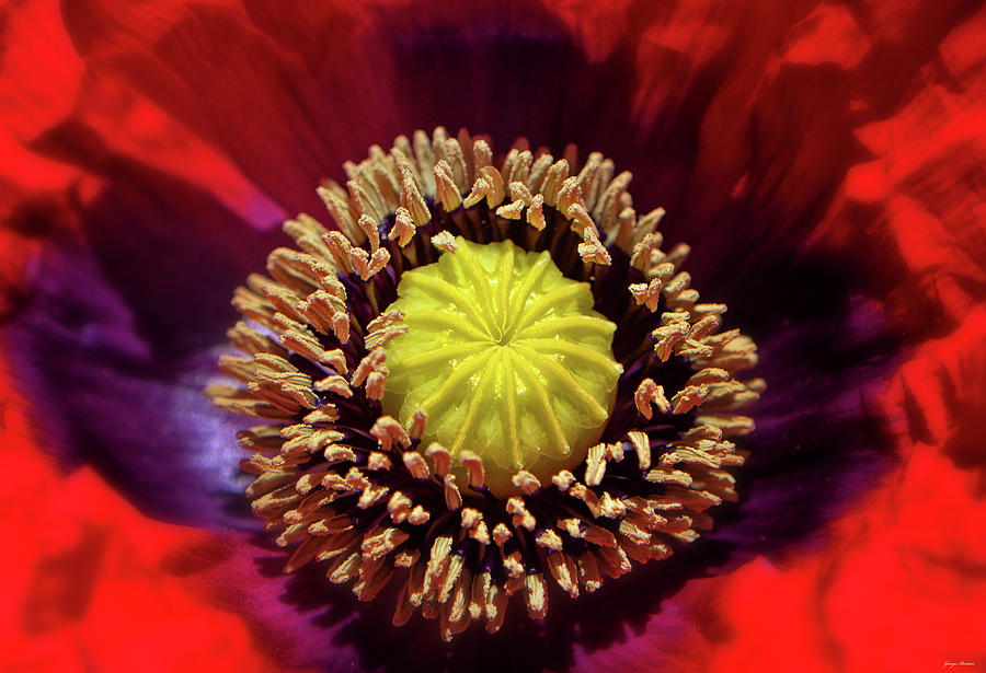 Centerpiece - Red Poppy 007 Photograph by George Bostian