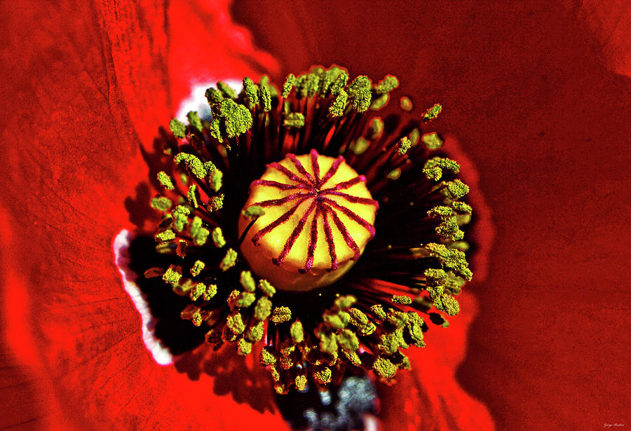 Centerpiece - Red Poppy 010 Photograph by George Bostian