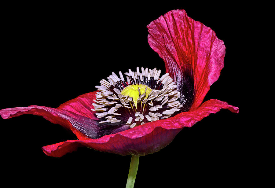 Centerpiece - Red Poppy 034 Photograph by George Bostian