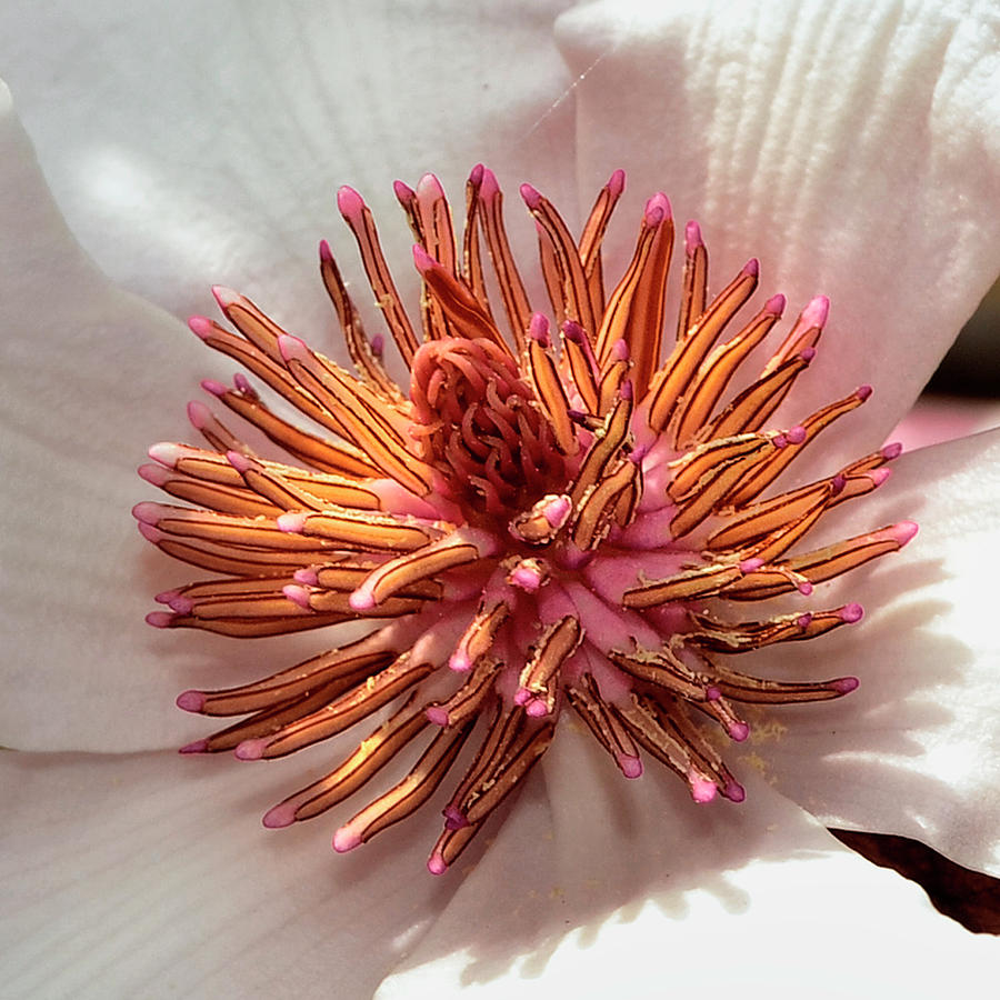 Centerpiece - Saucer Magnolia - Magnolia x soulangiana 002 Photograph by George Bostian
