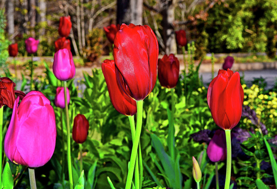 Centerpiece - Tulip Garden 011 Photograph by George Bostian