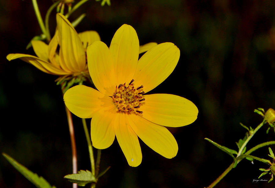 Centerpiece - Yellow Wildflower 005 Photograph by George Bostian