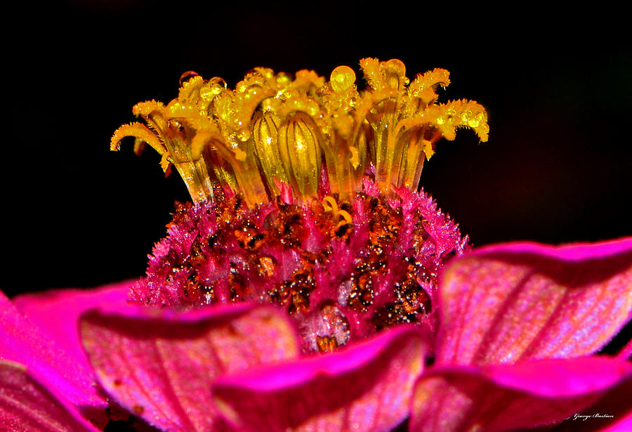 Centerpiece - Zinnia Crown 001 Photograph by George Bostian