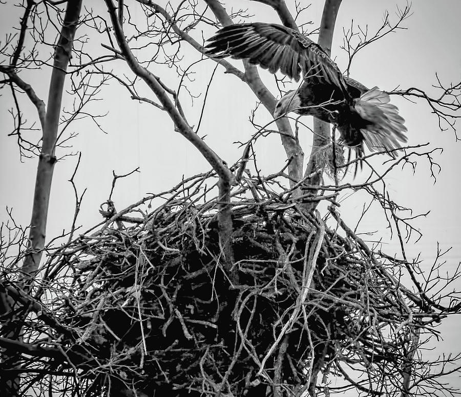 Centerport Eagle 1 Photograph by Deidre Elzer-Lento