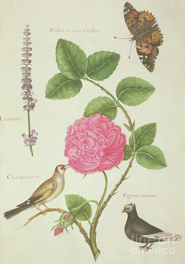 Centifolia Rose, Lavender, Tortoiseshell Butterfly, Goldfinch and Crested Pigeon Painting by Nicolas Robert