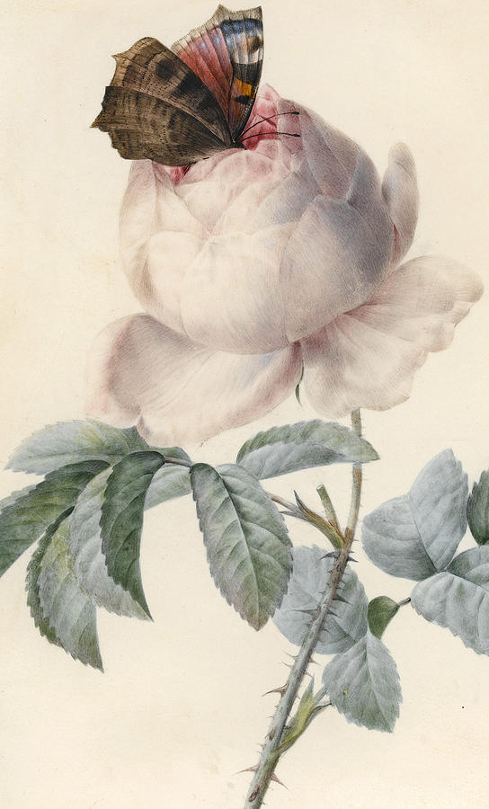 Butterfly Painting - Centifolia Rose with Peacock Butterfly by Pierre Joseph Redoute
