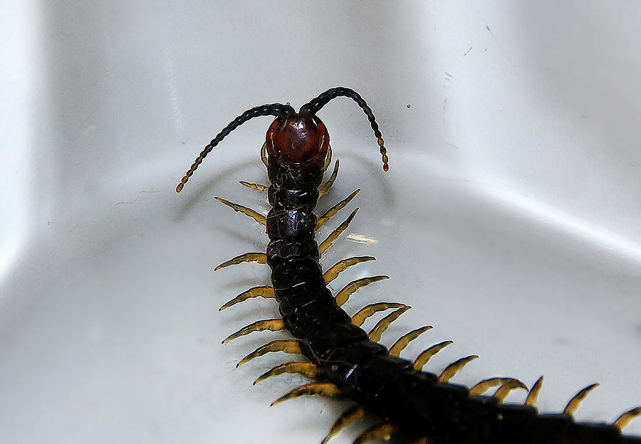 Nature Photograph - Centipede by Miroslava Jurcik