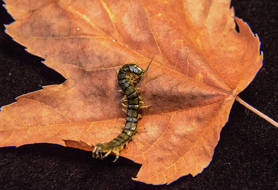 Centipede on Maple Leaf 2 Photograph by Douglas Barnett