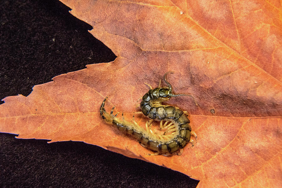 Centipede on Maple Leaf Photograph by Douglas Barnett