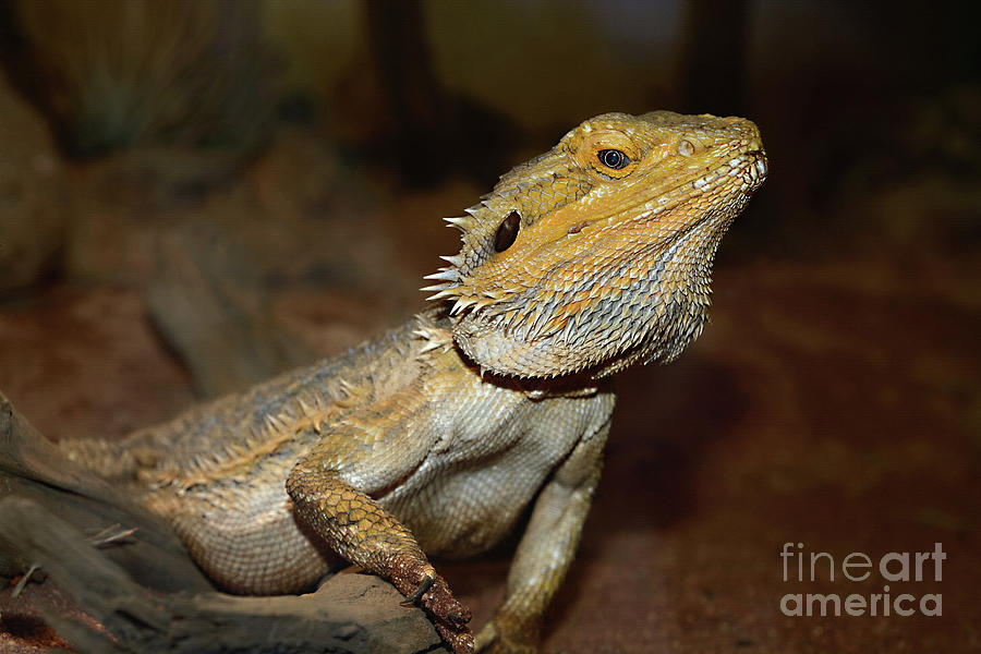 Dragon Photograph - Central Bearded Dragon by Kaye Menner by Kaye Menner