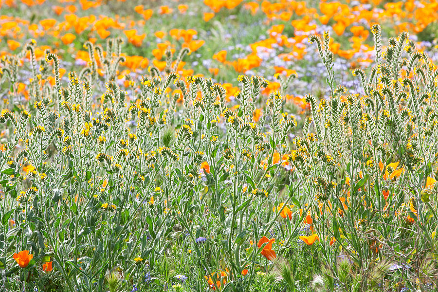 Central California Wildflowers Photograph