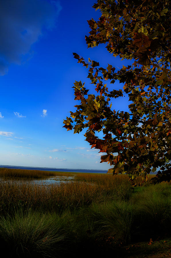 Central Florida Fall Foliage Photograph by Dick Hudson