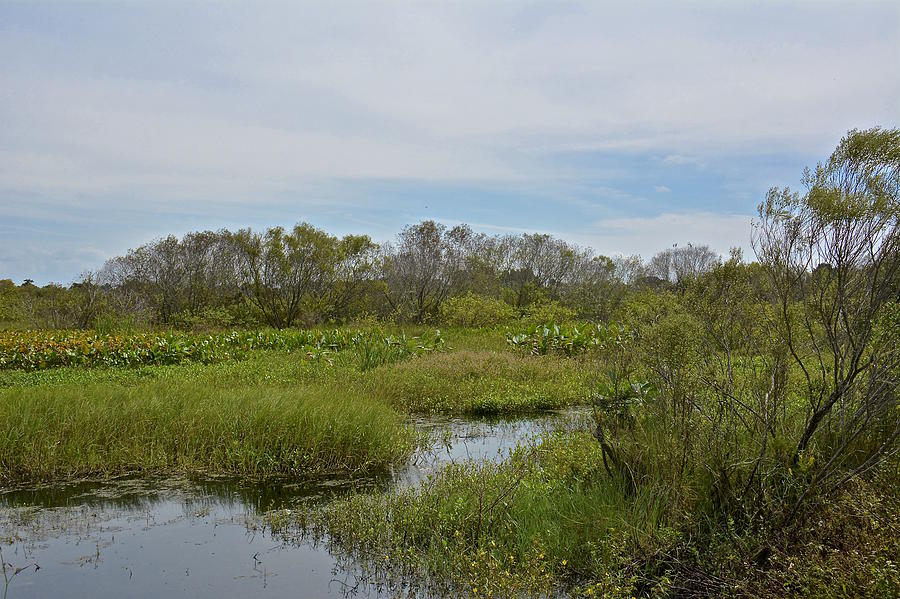Central Florida Wetlands Photograph by Carol  Bradley