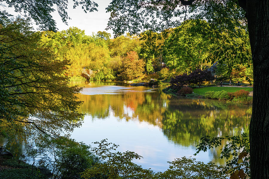 Central Park - City Nature Park Photograph by Debbie Ann Powell