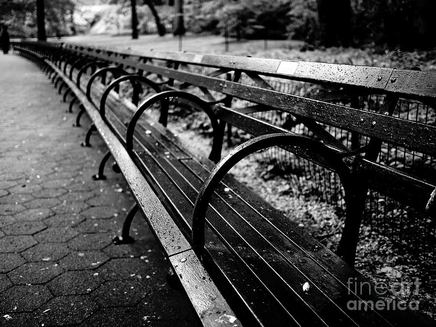Central Park Bench Photograph by M G Whittingham