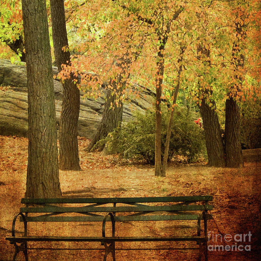 Central Park Benches Photograph by Dorothy Lee