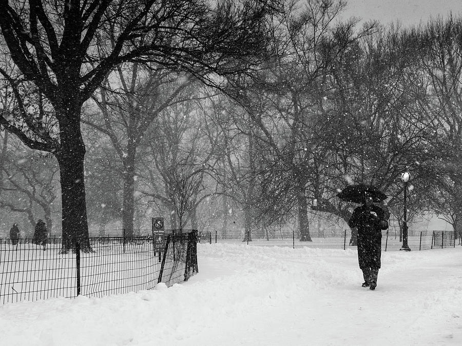 Central Park Blizzard Photograph by Cornelis Verwaal