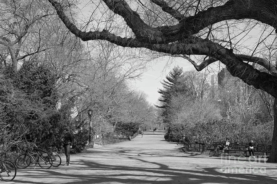 Central Park BW Photograph by Chuck Kuhn