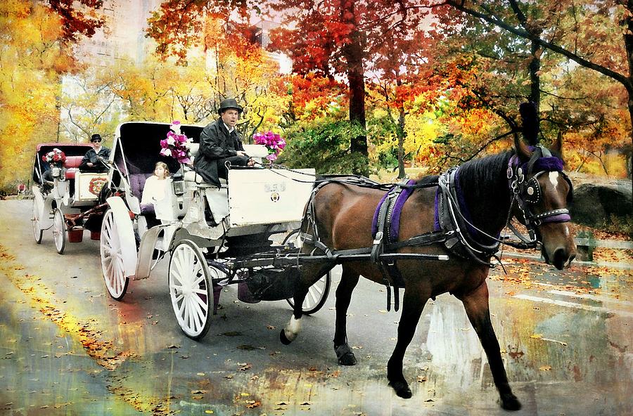 Central Park Carriage Photograph by Diana Angstadt