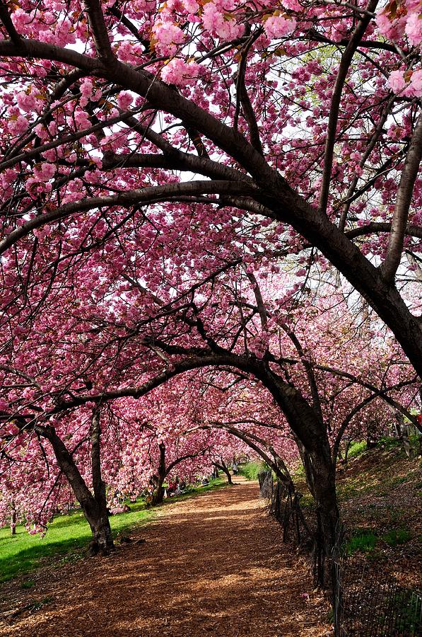 Central Park Cherry Blossom Tunnel Photograph by Soon Ming Tsang | Fine ...