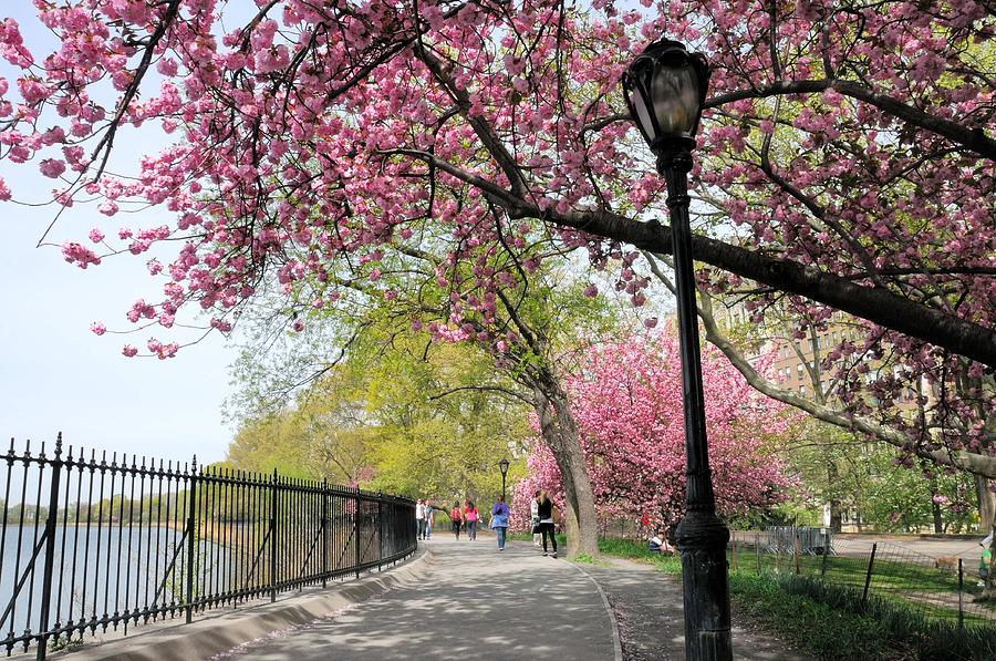 Central Park Cherry Blossoms Photograph By Soon Ming Tsang - Fine Art 