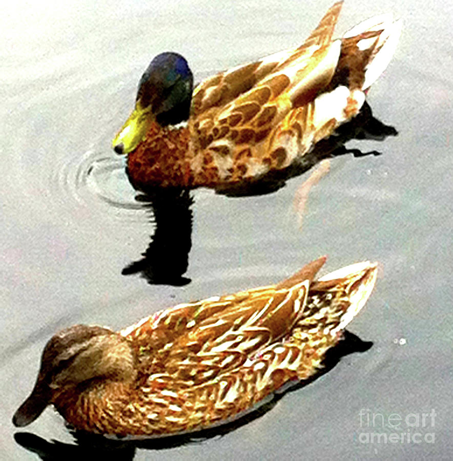 Central Park Ducks 200a Photograph by Ken Lerner - Pixels