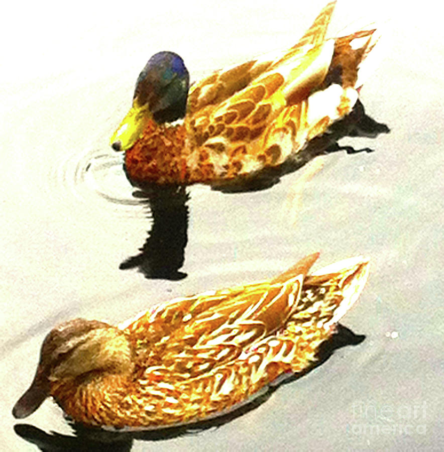 Central Park Ducks 200b Photograph By Ken Lerner - Fine Art America