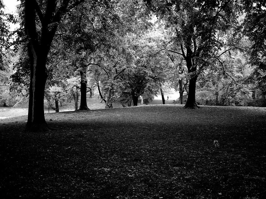New York Central Park Forest Photograph by M G Whittingham