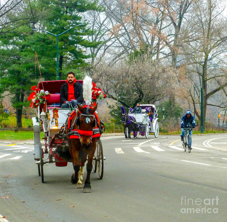 Central Park Horse and Buggy Rides New York CIty Photograph by Bill Rogers