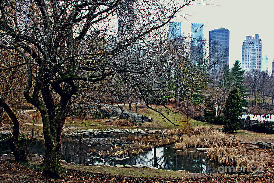 Central Park in January Photograph by Sandy Moulder