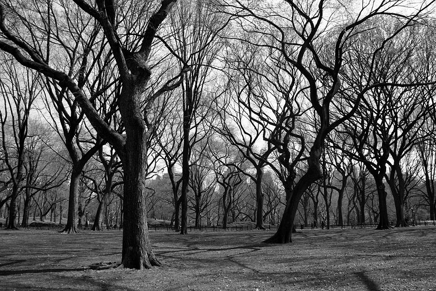 Central Park Photograph - Central Park by Maggie McLaughlin
