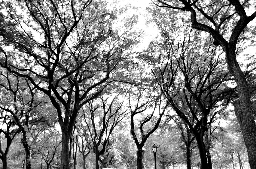 Central Park Photograph - Central Park NYC in Black and White by Bob Cuthbert