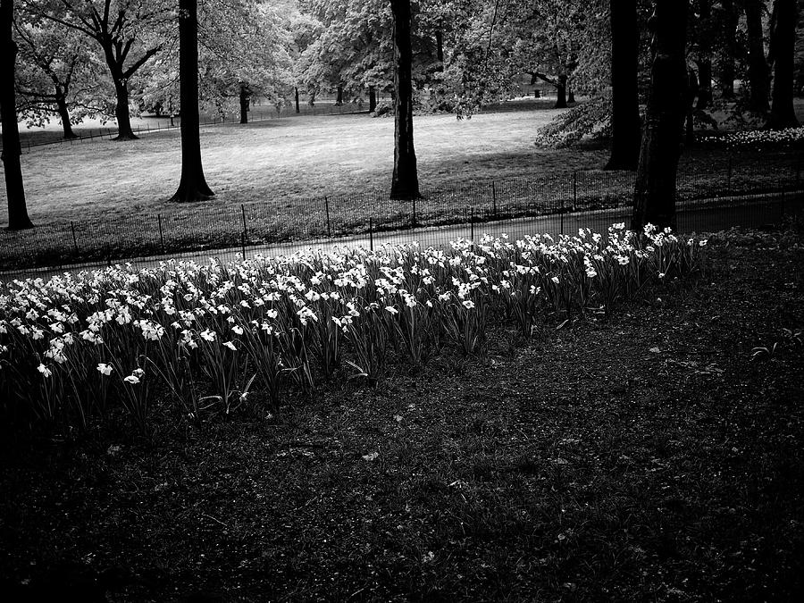 Central Park Path 3 Photograph by M G Whittingham