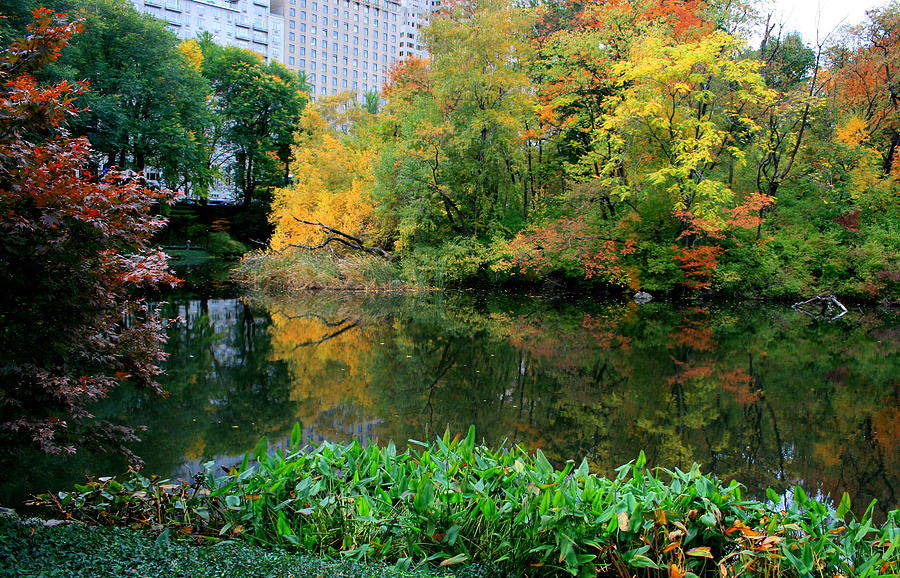 Central Park Pond Fall Photograph by Christopher J Kirby