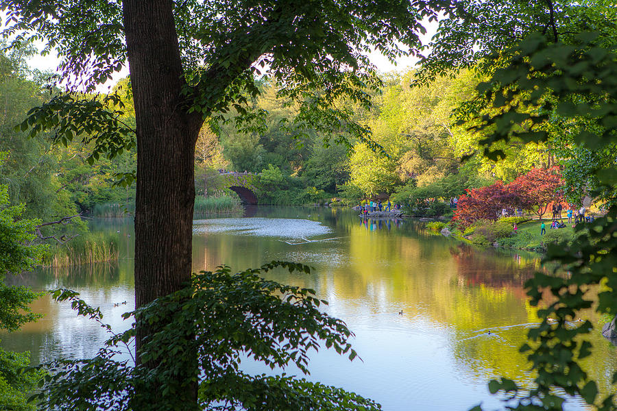 Central Park Pond in Spring Sunset Photograph by Jiayin Ma - Fine Art ...