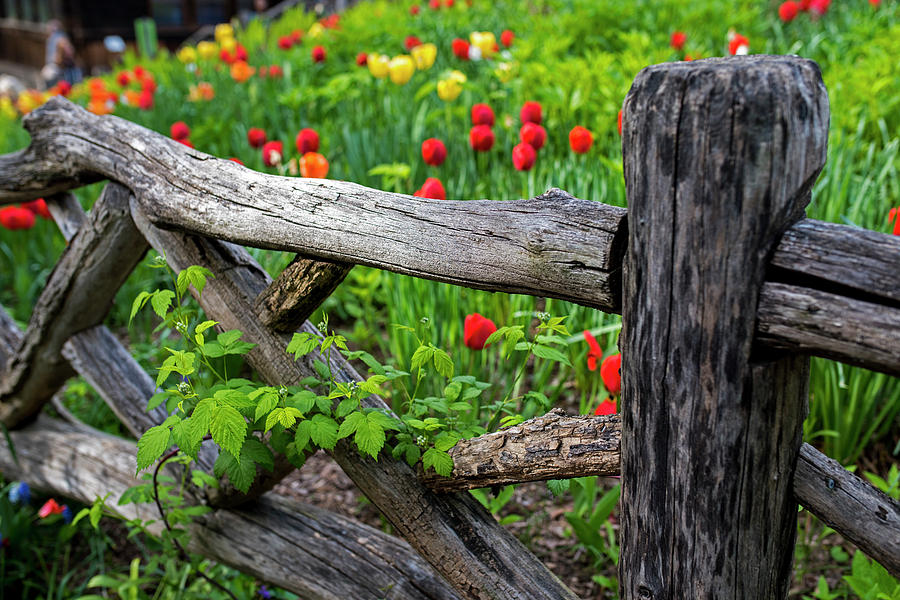 Central Park Shakespeare Garden New York City NY Wooden Fence Photograph by Toby McGuire