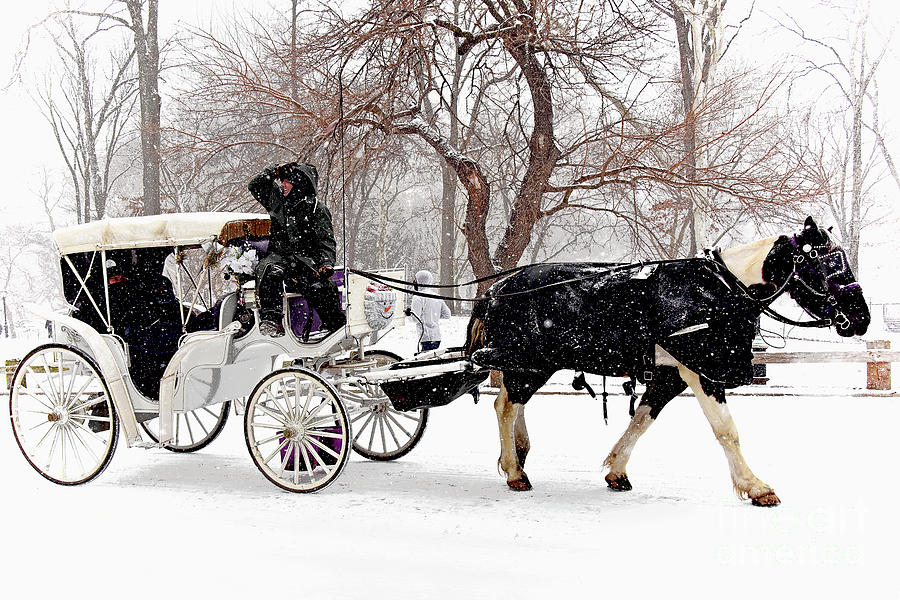 Central Park Snowfall Carriage Ride Photograph by Regina Geoghan - Fine ...